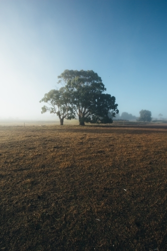 Remote rural landscape with gum trees on a misty morning