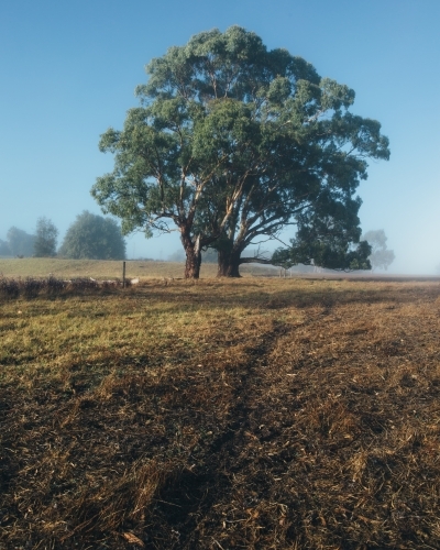 Remote rural landscape with gum trees on a misty morning - Australian Stock Image