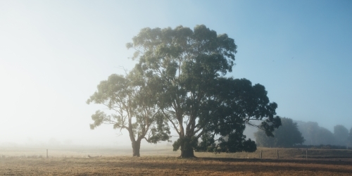 Remote rural landscape with gum trees on a misty morning - Australian Stock Image