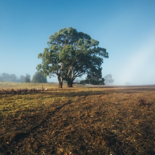 Remote rural landscape with gum trees on a misty morning - Australian Stock Image