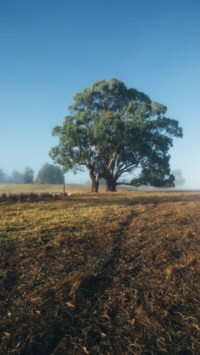 Remote rural landscape with gum trees on a misty morning - Australian Stock Image