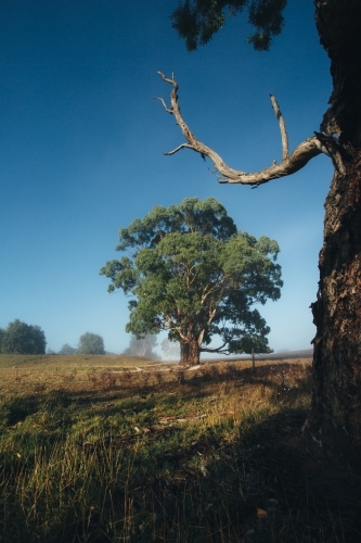 Remote rural landscape with gum trees on a misty morning - Australian Stock Image