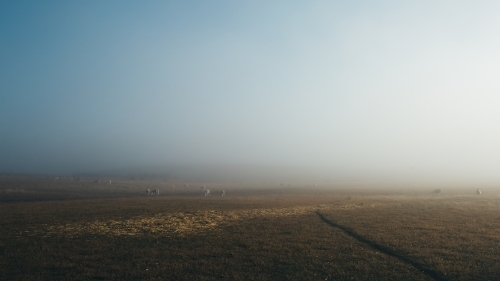 Remote rural landscape with livestock on a foggy morning - Australian Stock Image