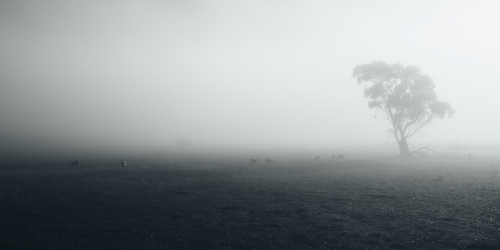 Remote rural landscape with single gum tree on a misty morning - Australian Stock Image