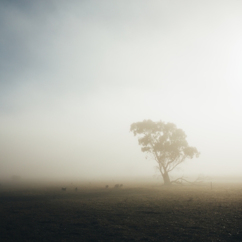 Remote rural landscape with single gum tree on a misty morning - Australian Stock Image