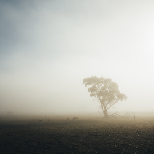 Remote rural landscape with single gum tree on a misty morning