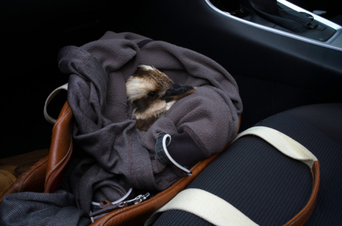 Rescued baby Kookaburra in car - Australian Stock Image