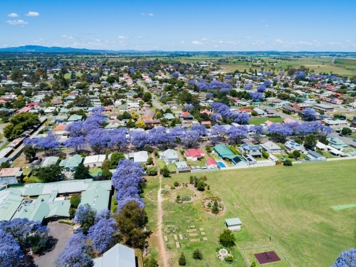 Residential street lined with purple jacaranda trees in spring in country town in NSW Australia - Australian Stock Image