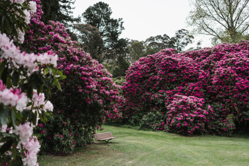 rhododendron grove in a park in Blackheath - Australian Stock Image