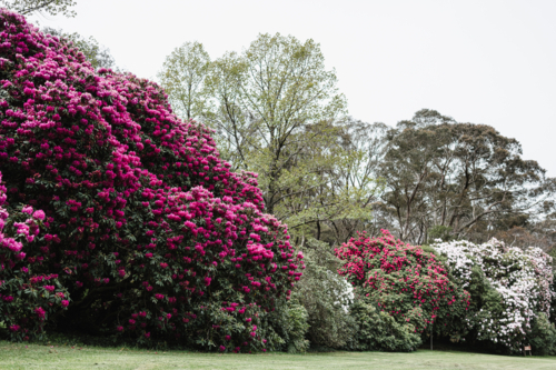 rhododendron grove in a park in Blackheath - Australian Stock Image
