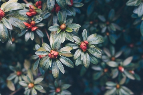 Rhododendron plants almost blooming with dark green leaves in the background - Australian Stock Image