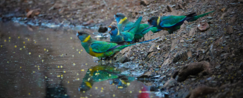 Ring-necked Parrots drinking at an outback waterhole - Australian Stock Image