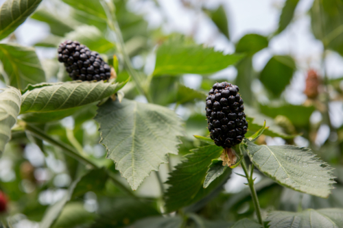 Ripe blackberries ready for harvest - Australian Stock Image