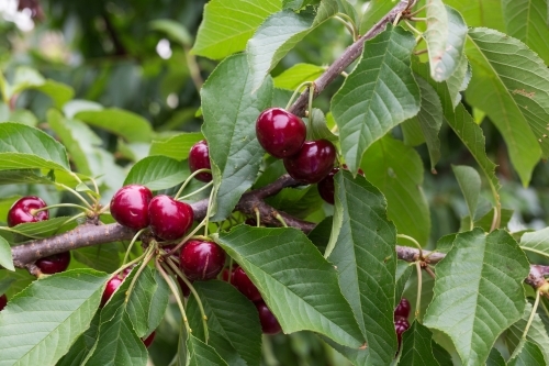 Ripe cherries hanging from a branch