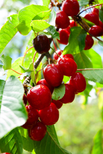 Ripe cherries hanging from cherry tree branch - Australian Stock Image