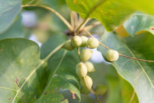 Ripe Kakadu Plums - Australian Stock Image