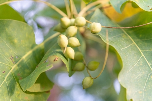 Ripe Kakadu Plums - Australian Stock Image
