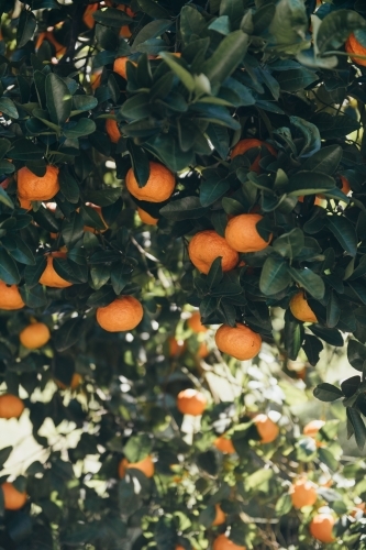ripe mandarins on a fruit tree - Australian Stock Image