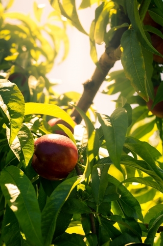 Ripe nectarines growing on a tree in an orchard farm - Australian Stock Image