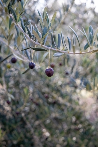 Ripe olive hanging from tree - Australian Stock Image