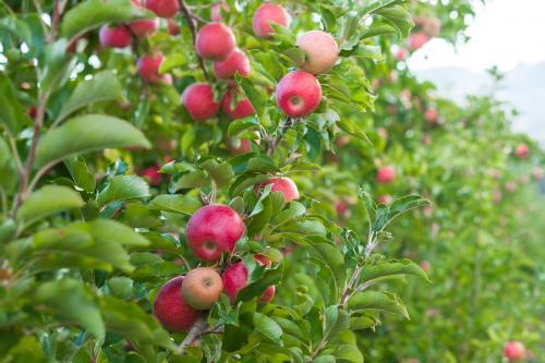 Ripe red apples hanging in an orchard - Australian Stock Image