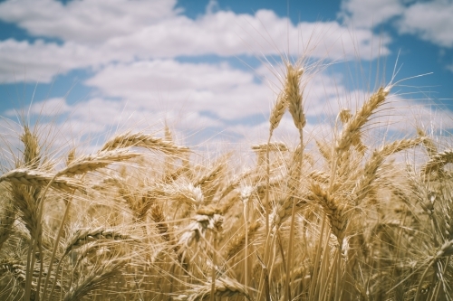 Ripe wheat crop heads in the Wheatbelt of Western Australia