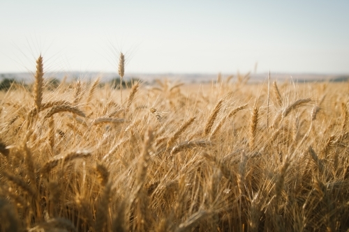 Ripe wheat crop in head ready for harvest in the Wheatbelt of Western Australia - Australian Stock Image