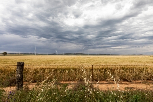 ripening crop with wind towers and stormy sky - Australian Stock Image