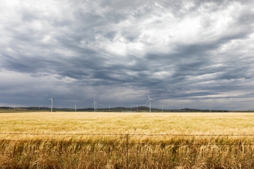 ripening crop with wind towers and stormy sky - Australian Stock Image