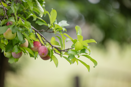 Ripening plums hanging from a green tree branch on a sunny summer day in a garden - Australian Stock Image