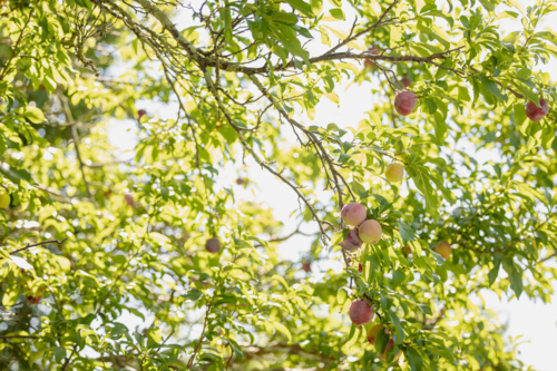 Ripening plums on tree in sunny orchard - Australian Stock Image