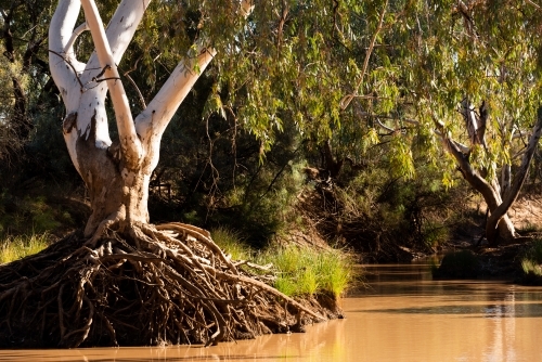 River Gum with exposed routes on the banks of a brown river - Australian Stock Image