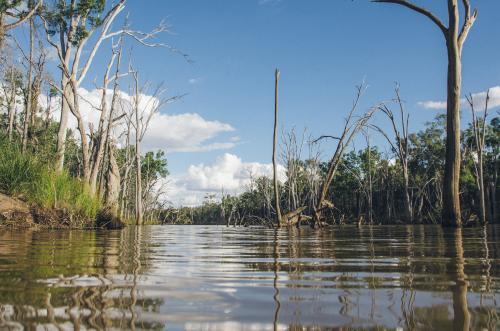 River landscape full of dead trees taken from a low angle - Australian Stock Image