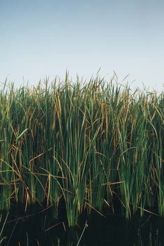 River reeds close up with a misty sky - Australian Stock Image