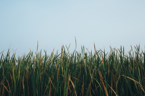 River reeds close up with a misty sky - Australian Stock Image