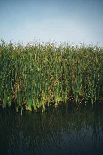 River reeds growing in water with a misty sky - Australian Stock Image