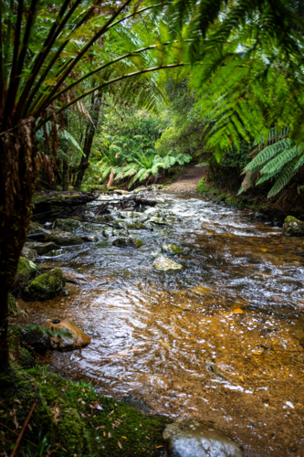 River surrounded by ferns in Tasmania - Australian Stock Image