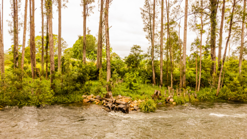 riverbed by green australian forest with tall trees - Australian Stock Image