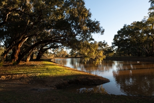 Rivergums hanging over an outback river in the late afternoon light. - Australian Stock Image