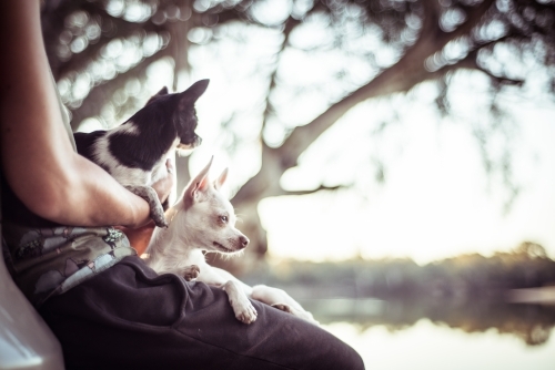 Riverside camping - person leaning against car holding two small dogs - Australian Stock Image