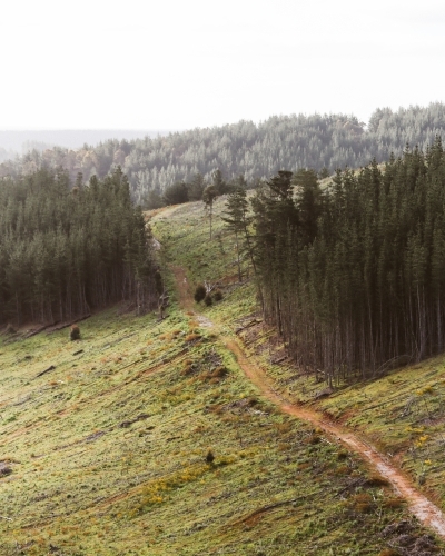 Road amongst pines - Australian Stock Image
