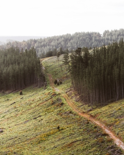 Road amongst pines