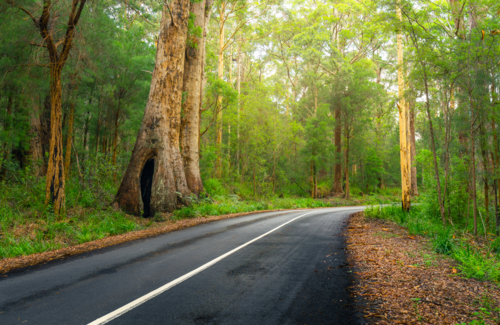 road through forest in Borunup in Southern Western Australia - Australian Stock Image