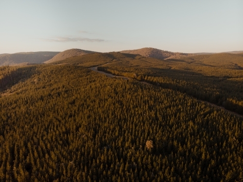 Road through pine forest at sunset near Taradale & Laurel Hill - Australian Stock Image