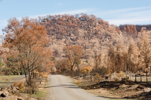 Roadside view Mt Beckworth trees after bushfire - Australian Stock Image