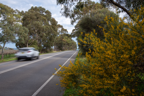 Roadside wattle in flower with a blurred car - Australian Stock Image