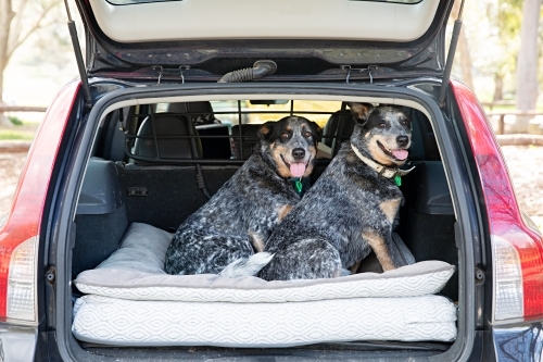 Roadtrip with 2 blue heelers - Australian Stock Image