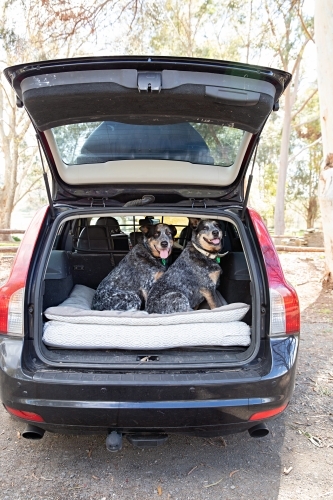 Roadtrip with 2 blue heelers - Australian Stock Image