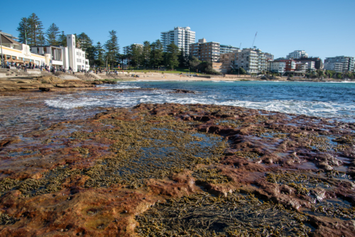 Rock platform with Neptune's Necklace and buildings in the background - Australian Stock Image