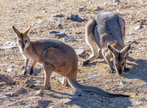 Rock Wallabies on a farm - Australian Stock Image